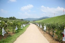 서산 해미 읍성에 활짝 핀 무궁화