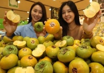 롯데마트 산지뚝심 프로젝트, 경남 창원 ‘태추 단감’ 출시