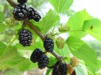 [보약이 따로 없다③ 뽕나무] 오디·잎·줄기 등 장복하면 당뇨와 고혈압 근절”