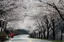 하동 관광명소 전국 명성 재확인