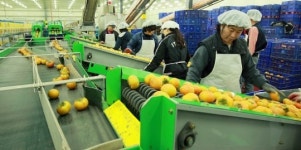 경남농협, 지난해 단감 890만불 수출 실적