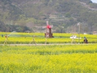 창녕 낙동강 유채단지 유채꽃 만개