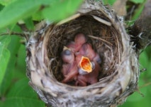 뱁새 둥지 속 이 알은 뉘 알인고?