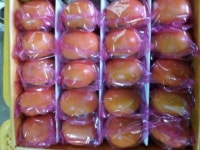 정직을 자양분 삼아 애정으로 키운 단감