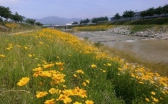 살아나는 물, 도시를 살린다