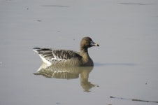 도내 습지에 162종 새들이 산다