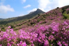 산청군 황매산 철쭉제 행사 대폭 축소