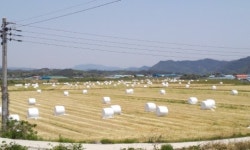 산청군, 동계 사료작물 전년대비 30% 증가