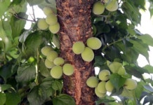 왕의 길 따라 꿈결처럼 자연 속으로