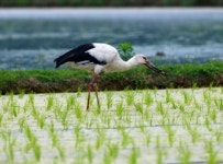 일본서 온 두살배기 황새, 화포천 노닐다