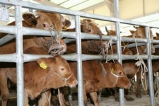 의령군, 송아지생산 안정사업 시행