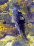 들을 따라 산을 끼고 강과 함께 뚜벅뚜벅