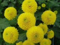 농업기술원, 문예회관 광장서 우리꽃 전시회