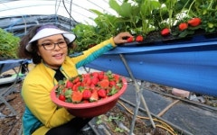 “산청산 햇딸기 나왔어요”