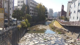 산호천 생태하천 복원사업 주먹구구식