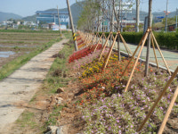 고성읍사무소 꽃길 조성 예산낭비 지적