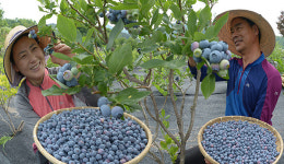 새콤달콤 거창 블루베리 수확