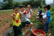 사천 대성초교 감자캐기 체험활동