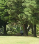 [카메라 산책] 나무그늘
