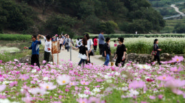 하동 북천 코스모스·메밀꽃 축제 개막