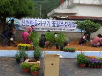 고성군 회화면 신천마을 꽃길 조성