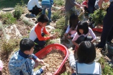 산청 도산초교, 땅콩수확 체험학습