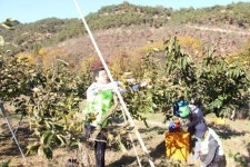 진주폴리텍大 교직원 봉사단 농촌 일손돕기