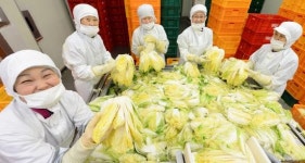 거창 고랭지 배추 맛있게 절여드려요