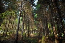 치유의 숲에서 미래 먹거리를 찾다