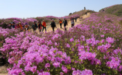 산청 황매산 꽃분홍 철쭉제 5월4~18일