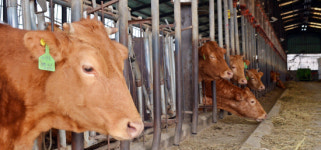 한우가격 고공행진 축산농가는 고심