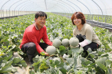 합천 쌍책 멜론 첫 수확