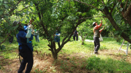 양산시 무지개 가족봉사단 매실수확 봉사