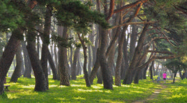 하동송림 스토리가 있는 숲 생태 해설 운영