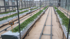 토종 흰민들레 대량 생산기술 개발