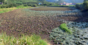 삼곡소류지 가시연, 폭염이 괴롭다