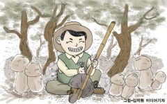 창녕 옥천산송이 올해는 풍작이요