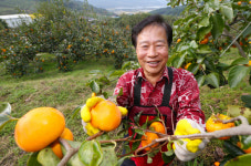 산청 고종시, 2016 대한민국 대표과일 선정