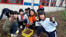 사천 남양초교, 고구마 캐기 체험학습