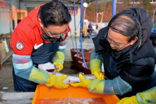 남해군, 대구 자원 조성 위해 인공수정란 방류