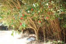 거제 지심도 시민 품으로 돌아왔다