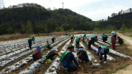합천군 청덕면 새마을협의회, 고구마 식재