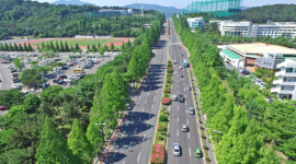 메타세쿼이아 가로수 더 안심는다구요?