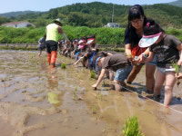 거제시 삼거동 전통모내기 체험장 개장