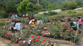 산청 천하태평 장미원 장미축제