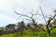 주경아독 농업인[5] 진주 단감농장 이형철씨