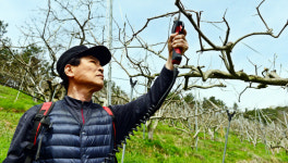 주경아독 농업인[5] 진주 단감농장 이형철씨