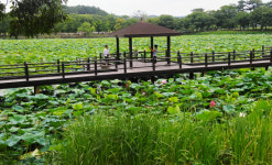 고즈넉한 풍경의 강주연못