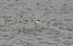 남해안에 멸종위기 생물 20여종 확인