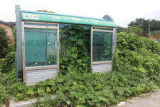 칡넝쿨로 잠식된 고성 버스승강장